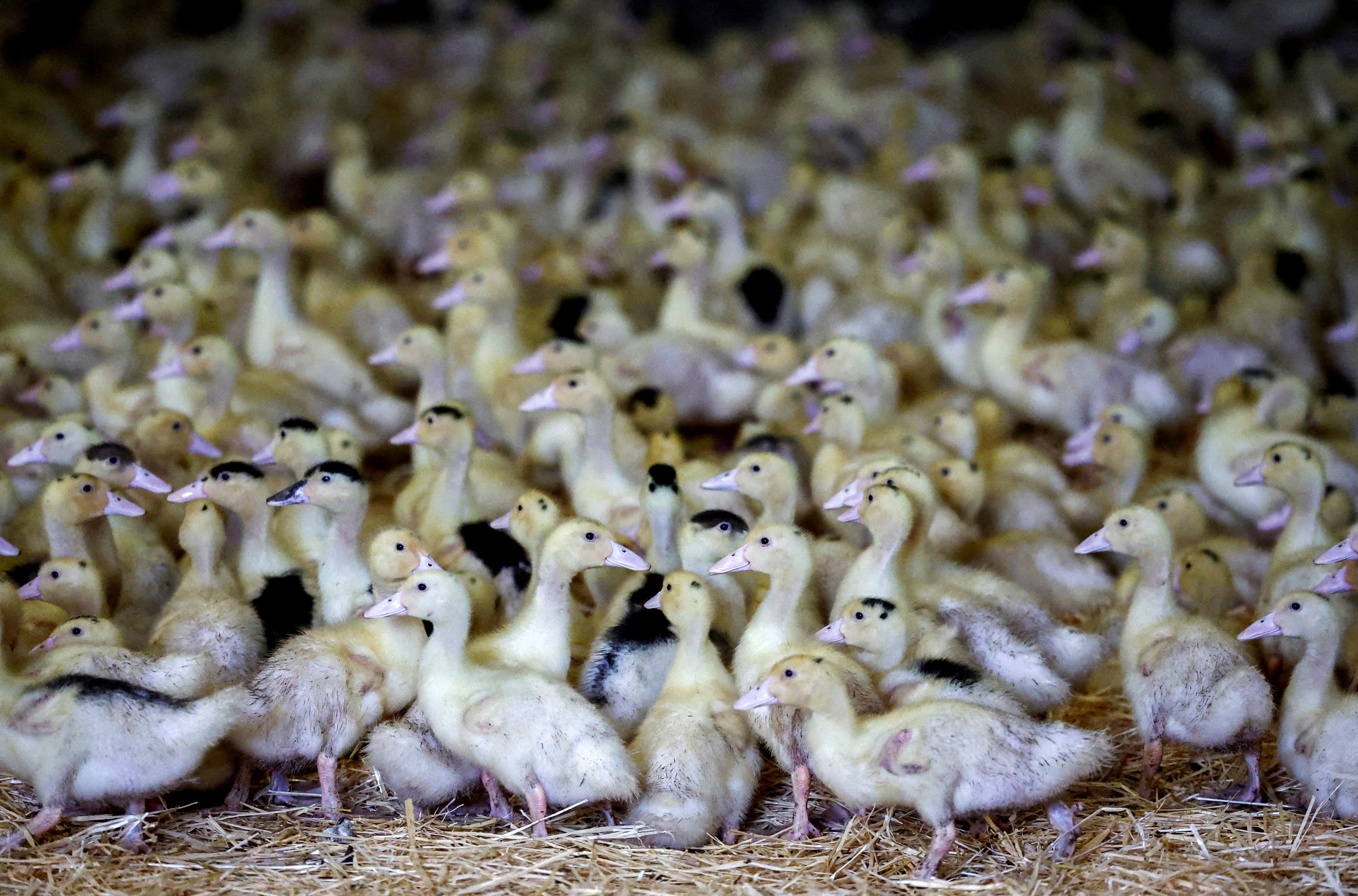 A poultry farm in Castelnau-Tursan