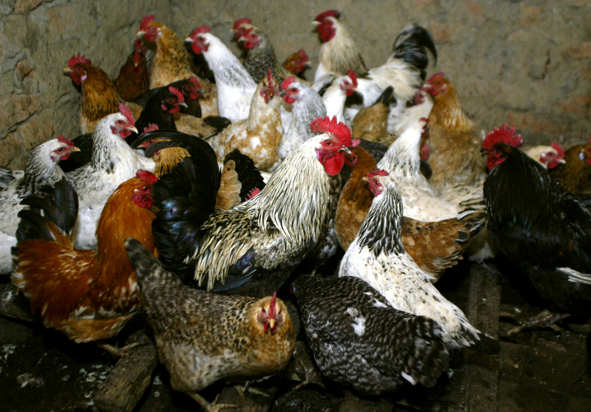 Chickens await vaccination against bird flu at the settlement Peredovoi near Stavropol