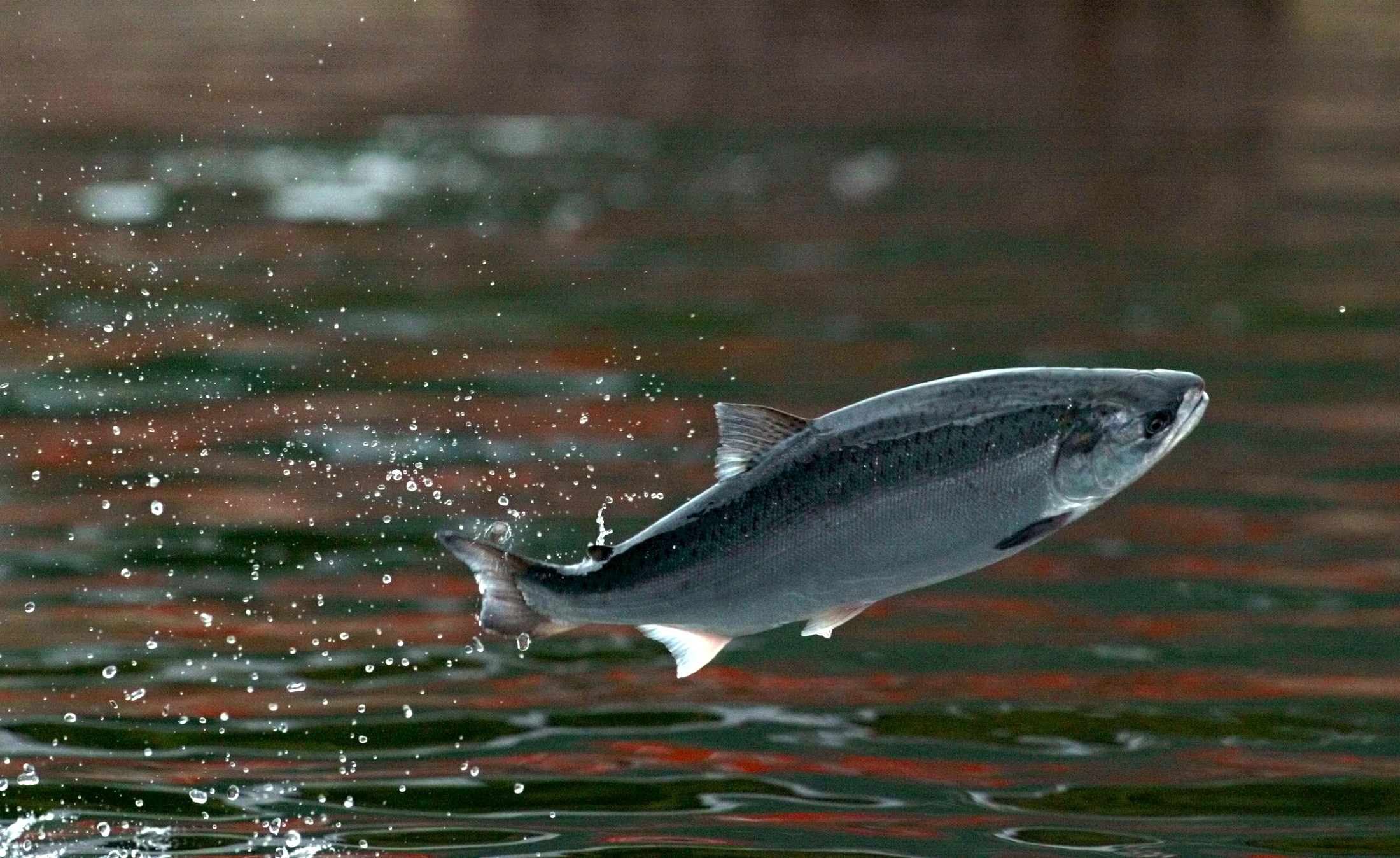 SALMON JUMP FOR FOOD AT FARM IN SOUTHERN CHILE.
