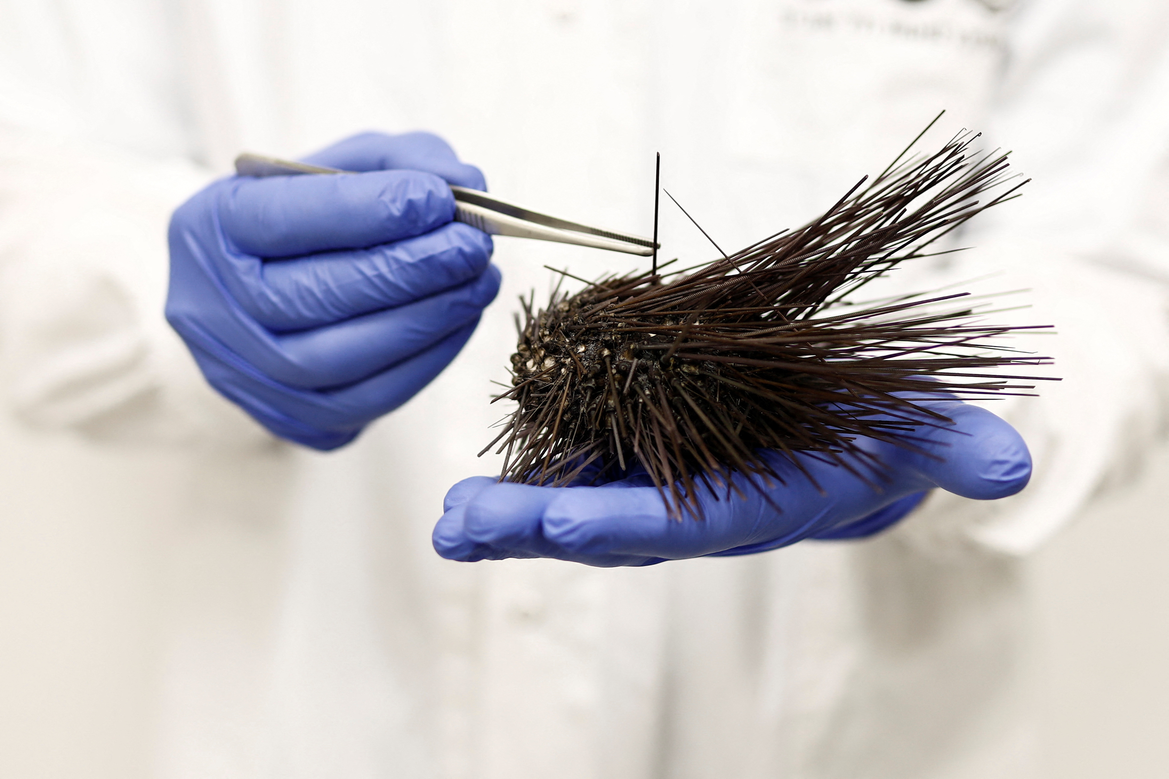 What Happens When Sea Urchins Run Out Of Oxygen? - ho01nwk