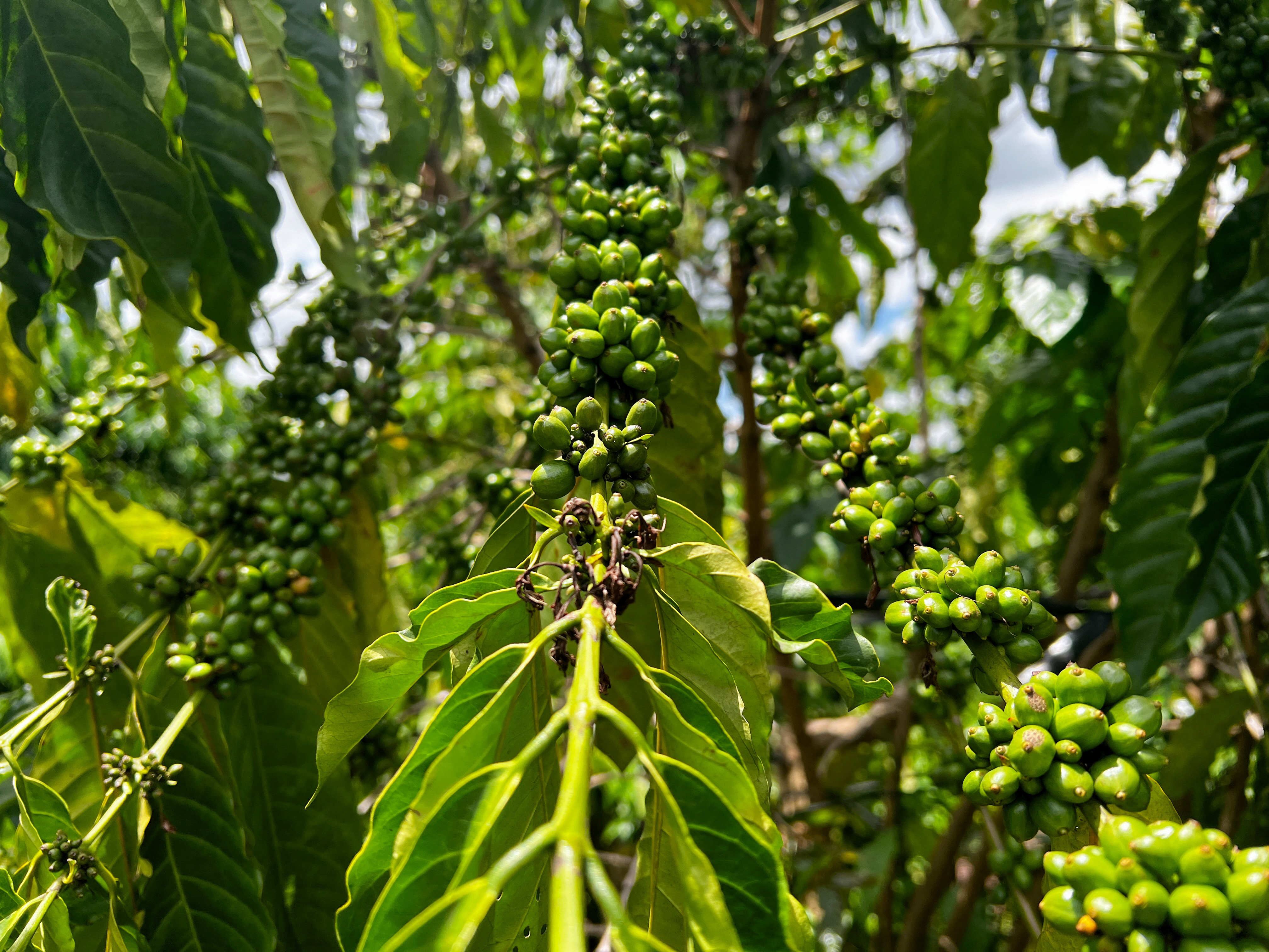 Coffee cherries are pictured at Tran Thi Huong's farm in Pleiku