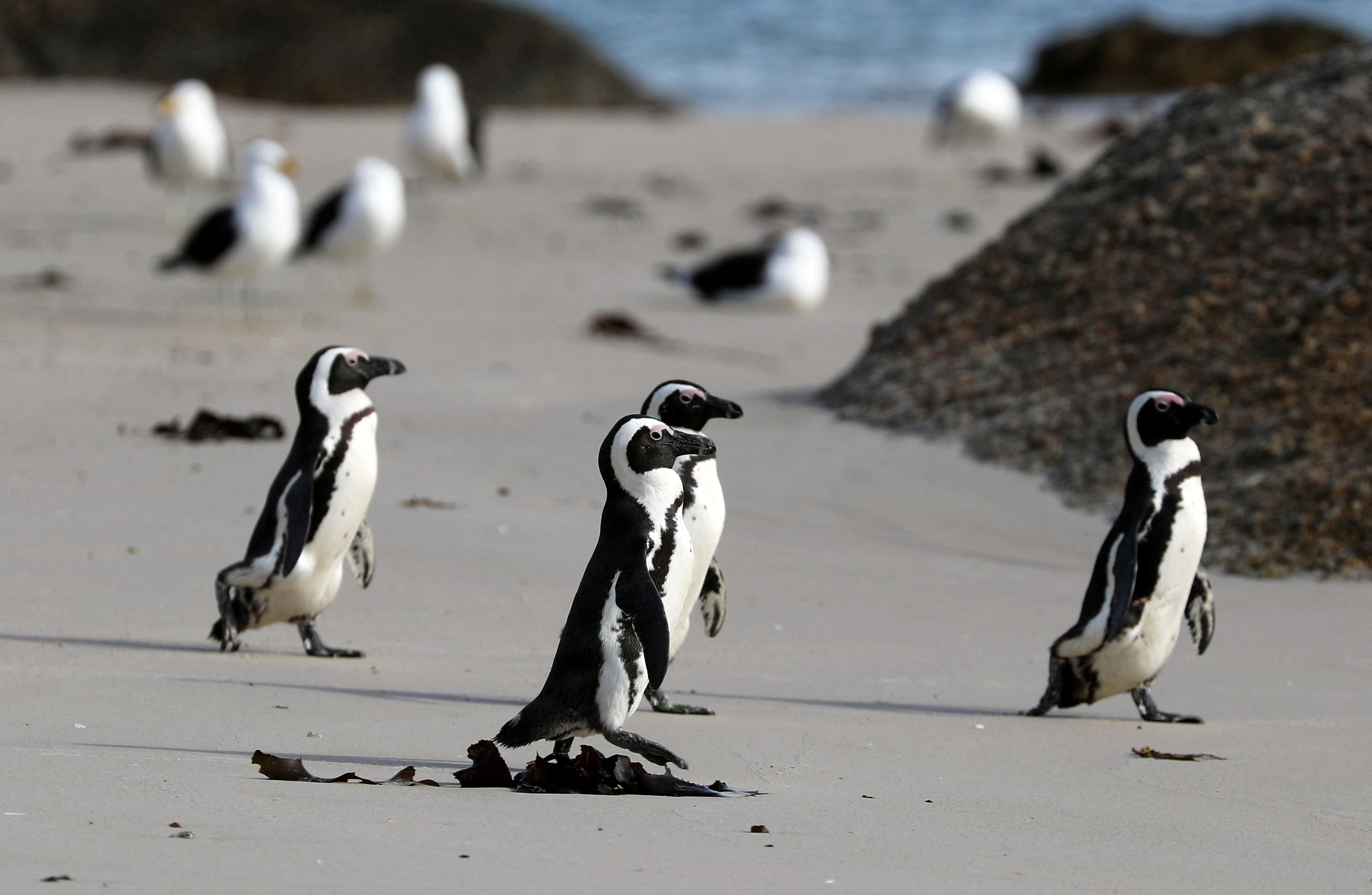 Group of African penguins walk across Seaforth Beach, near Cape Town, South Africa