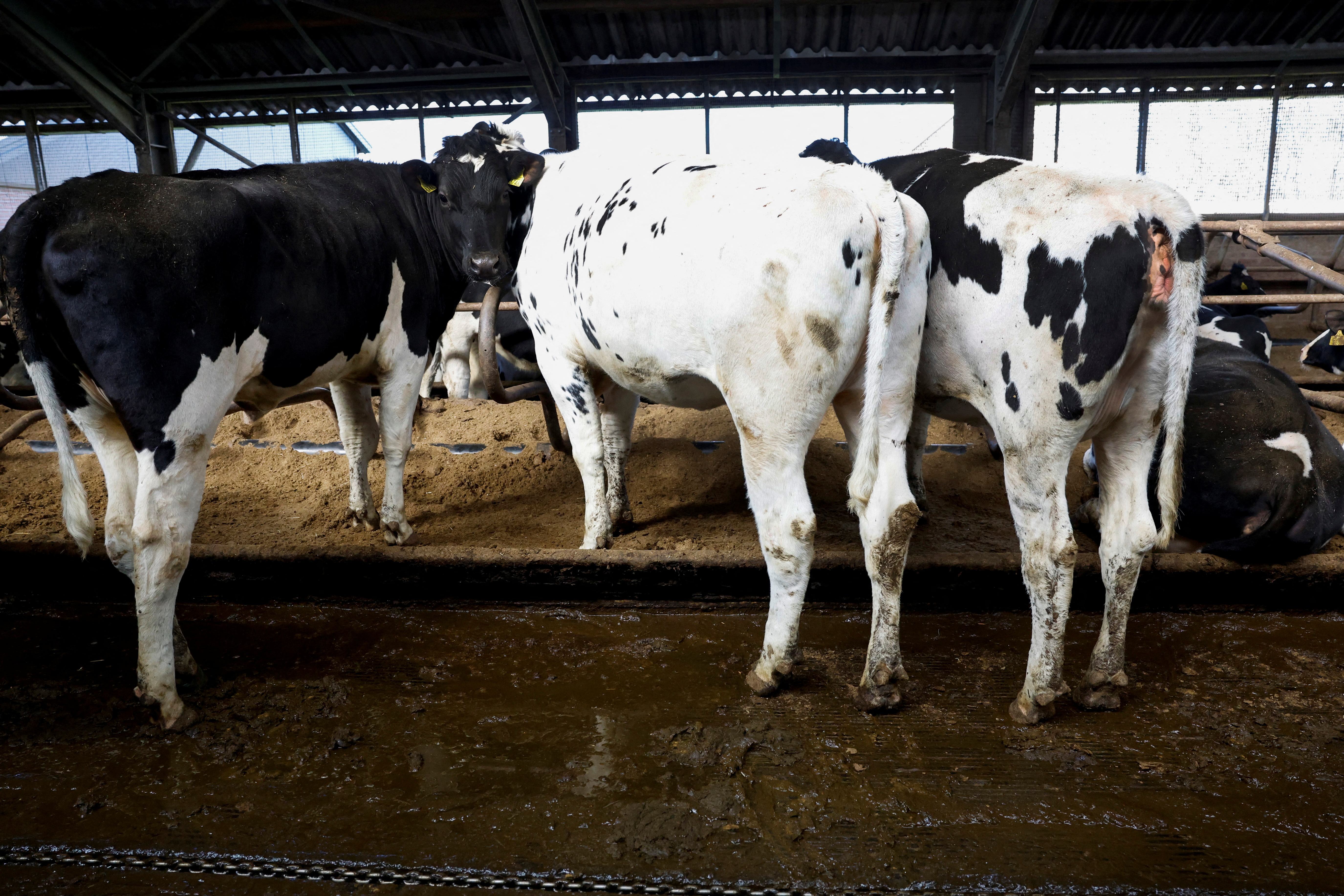 Cows on a dairy farm in the Dutch province of Friesland