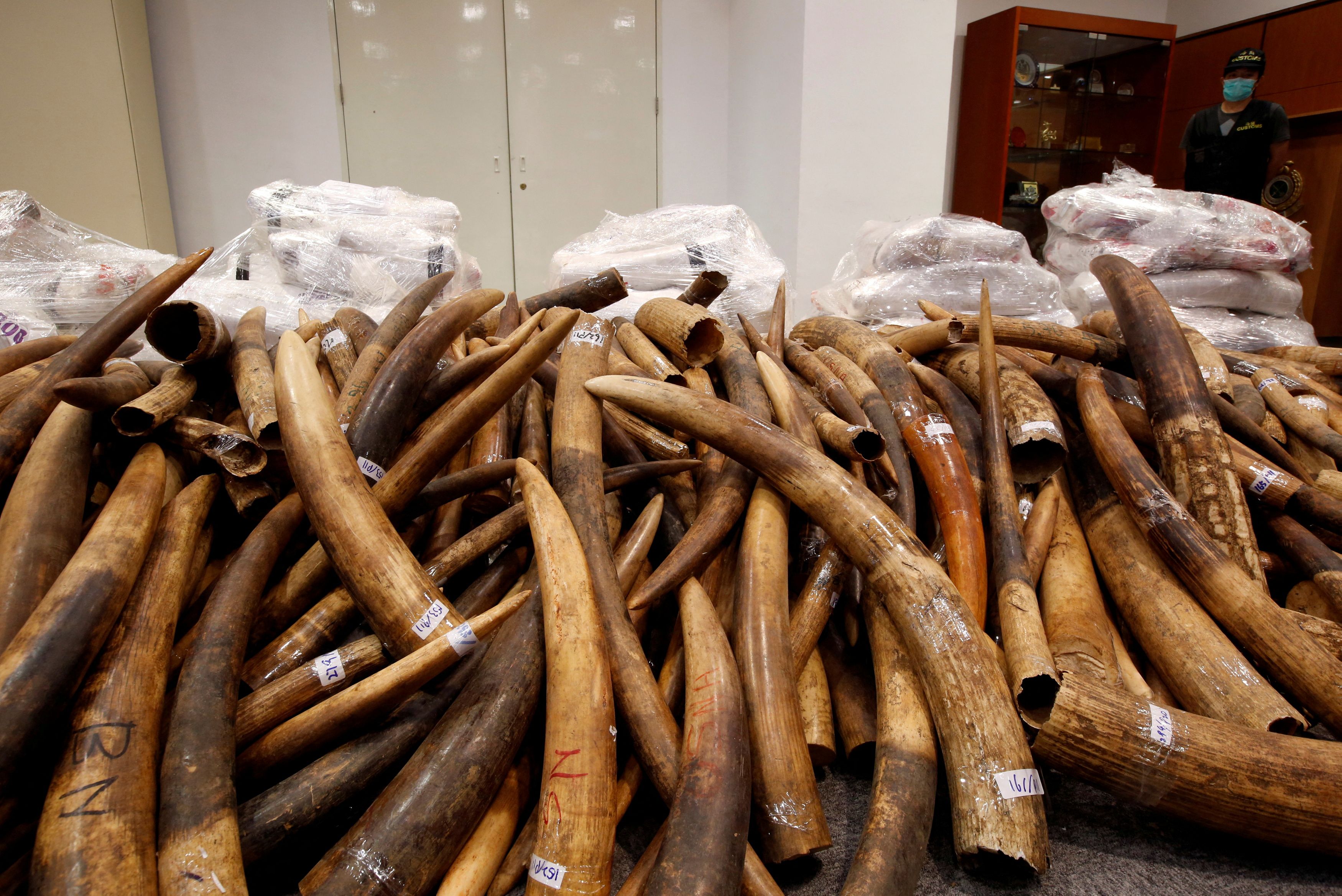 Ivory tusks seized by Hong Kong Customs are displayed at a news conference in Hong Kong