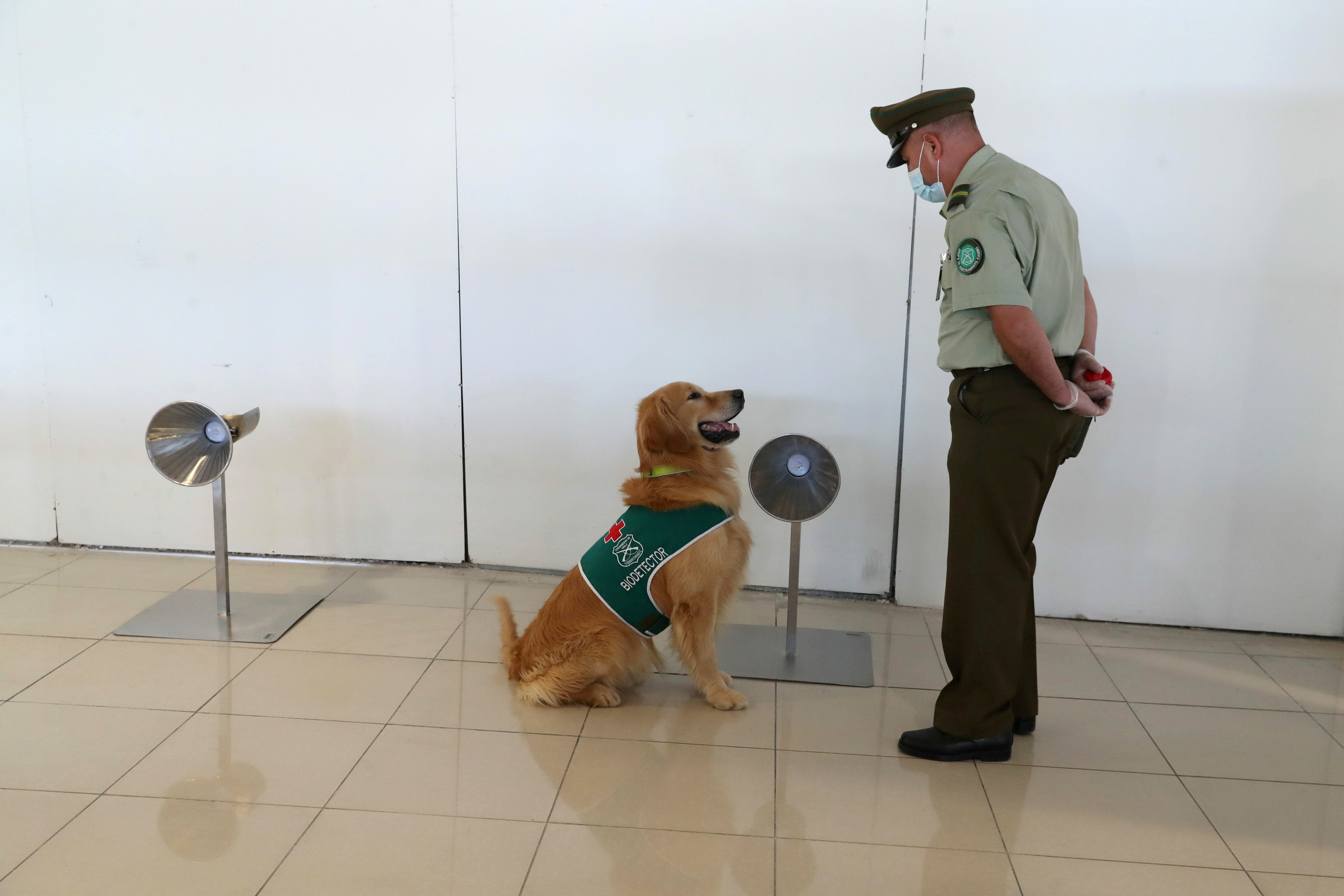 Sniffer dogs trained to detect the coronavirus disease (COVID-19) in highly frequented places in Santiago
