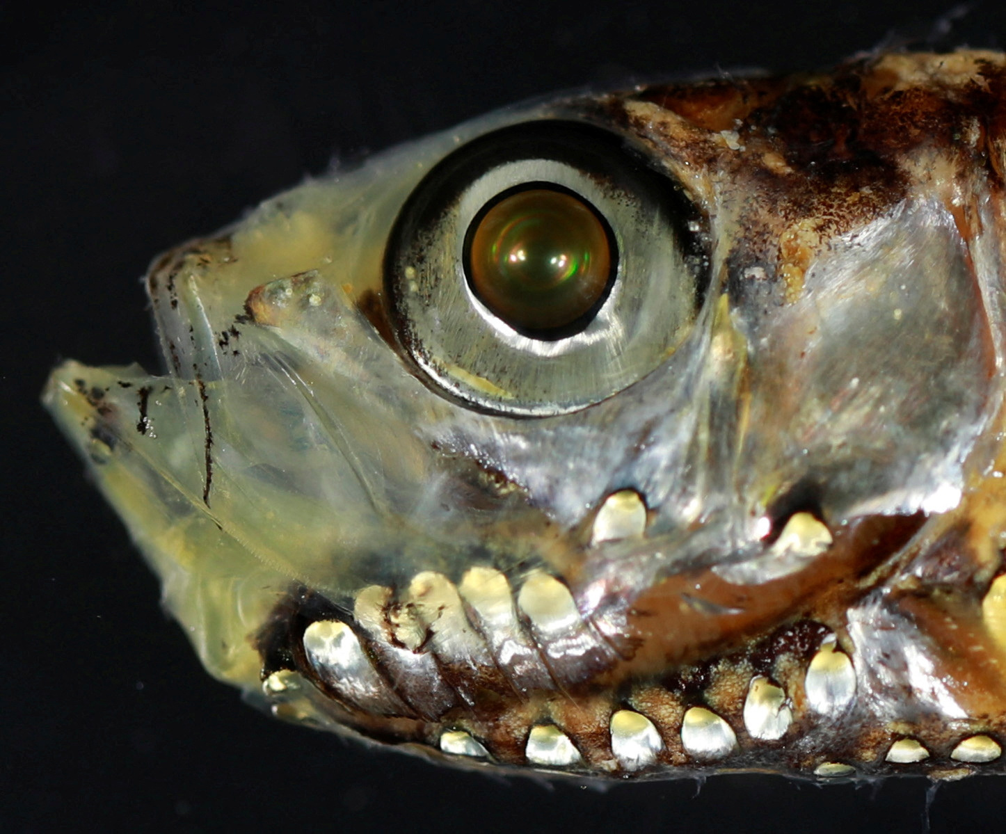 コンピュータ・IT Deep Sea Fishes Deep-sea fish break the mold with novel visual system | Reuters
