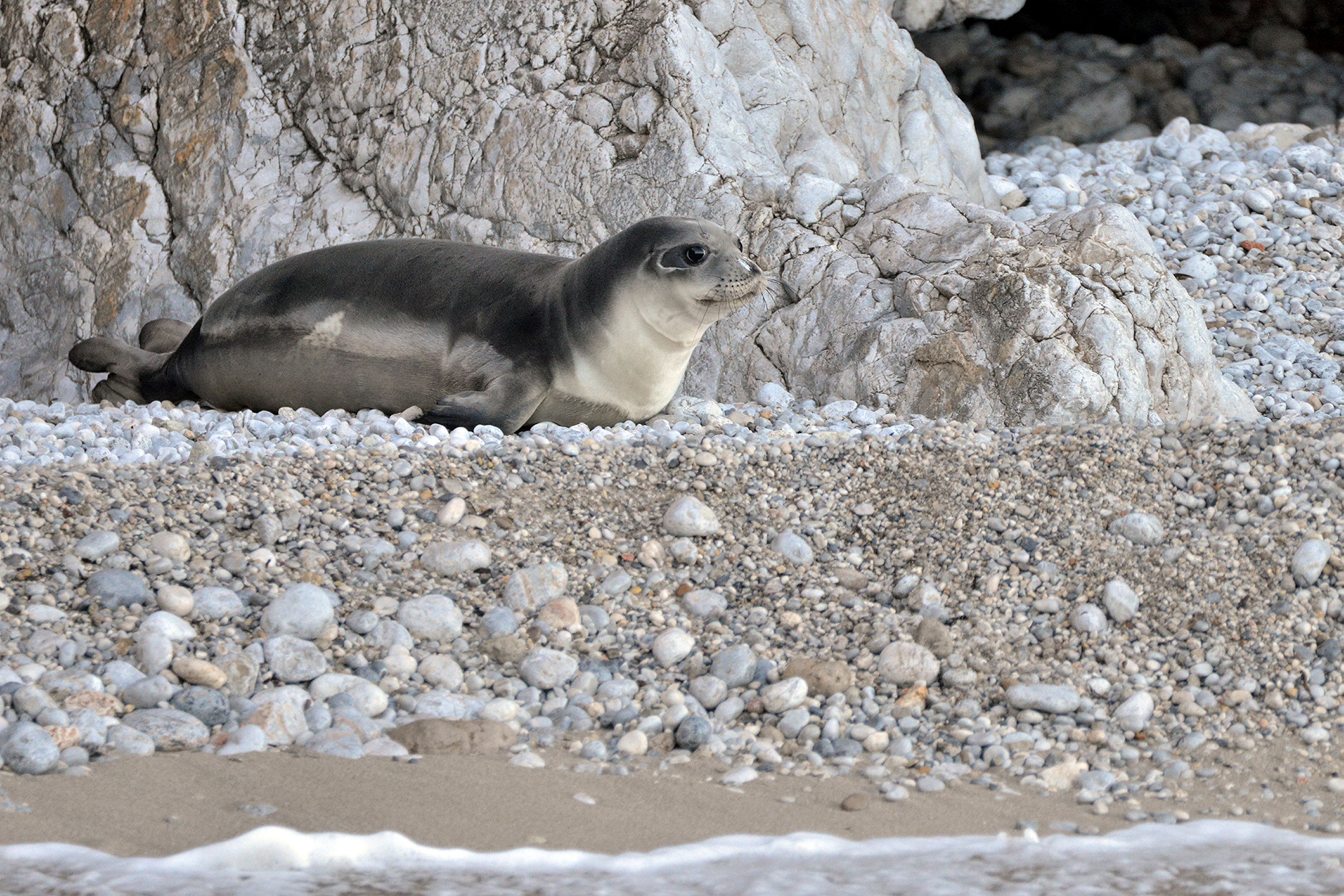 Outrage in Greece at killing of Kostis, a rare Monk seal rescued by fishermen