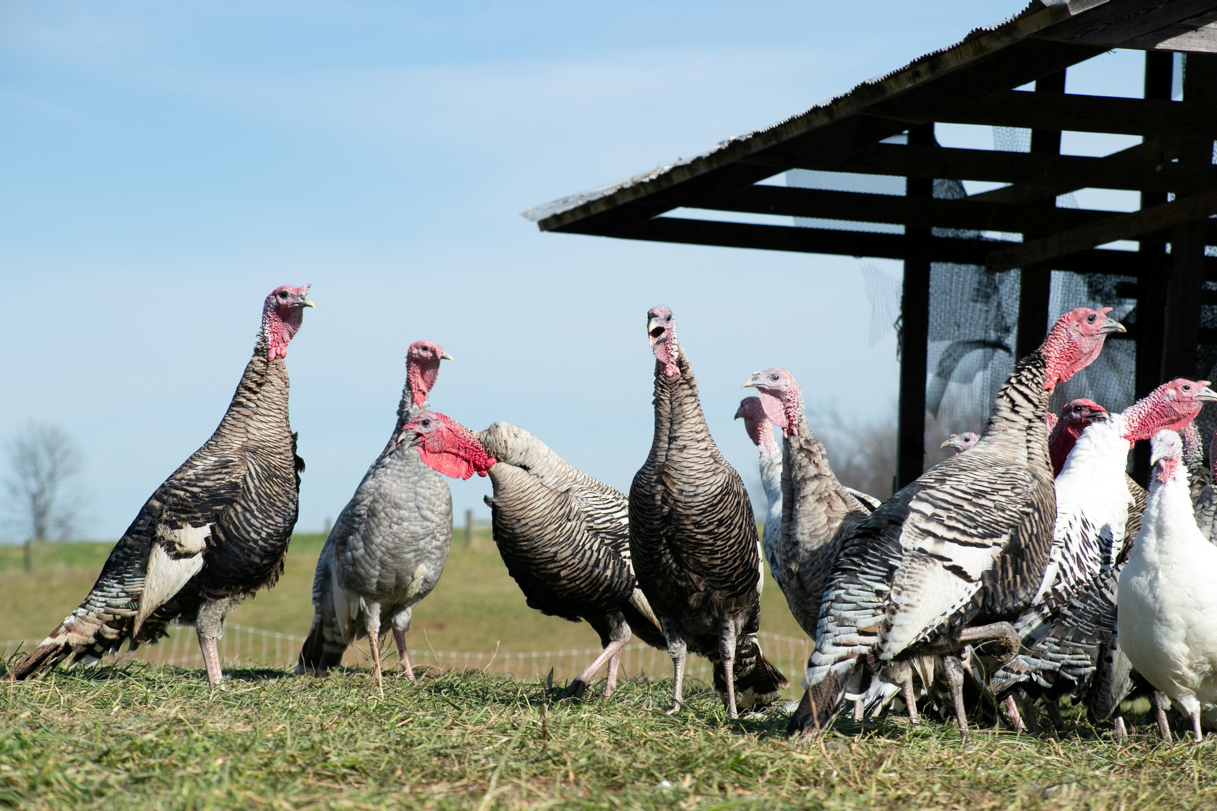 Fowl play: Large turkeys scarce ahead of big . Thanksgiving gatherings |  Reuters