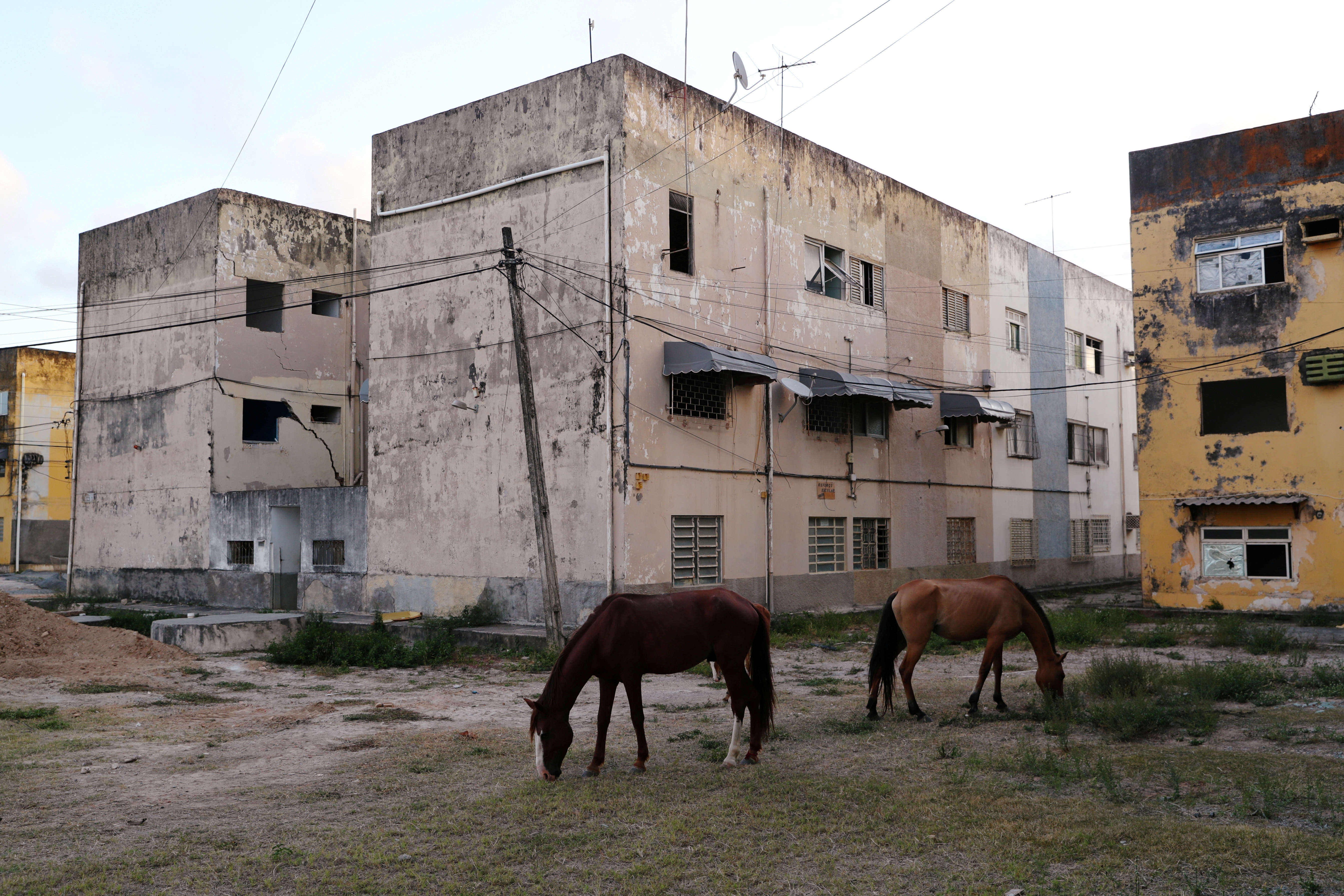 Horses graze outside a building with cracks linked to rock salt mining by petrochemicals company Braskem in Maceio