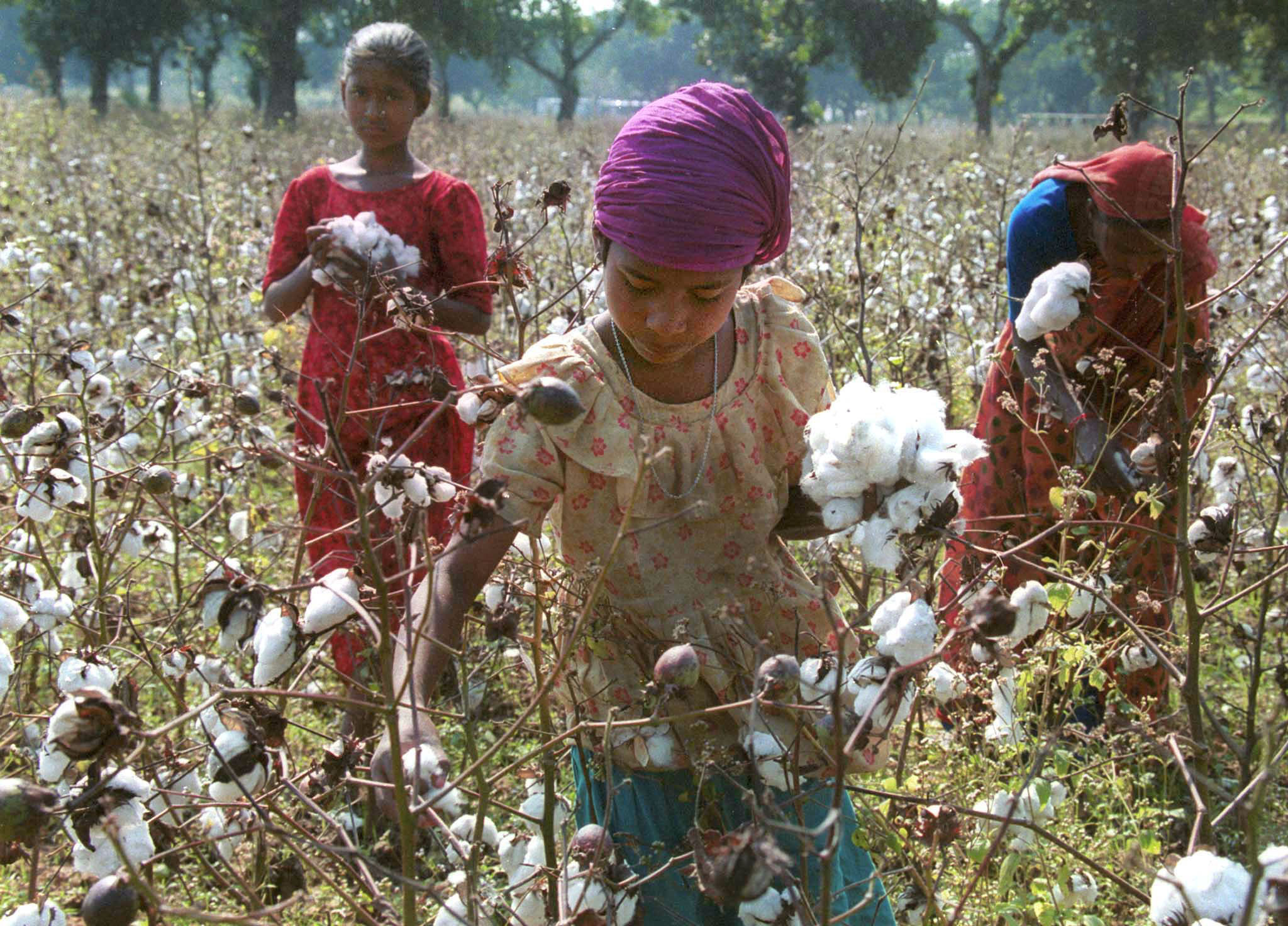 What is cotton? The characteristics and properties of cotton - Cariki