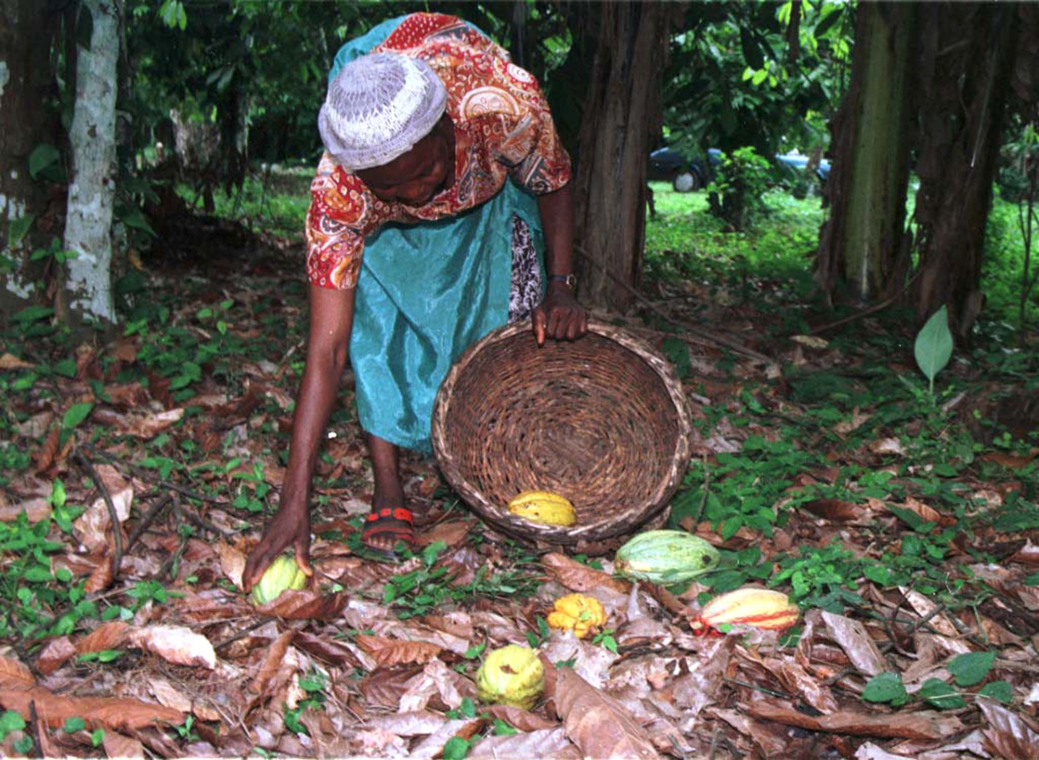 A WOMAN PICKS COCOA ON A FARM.
