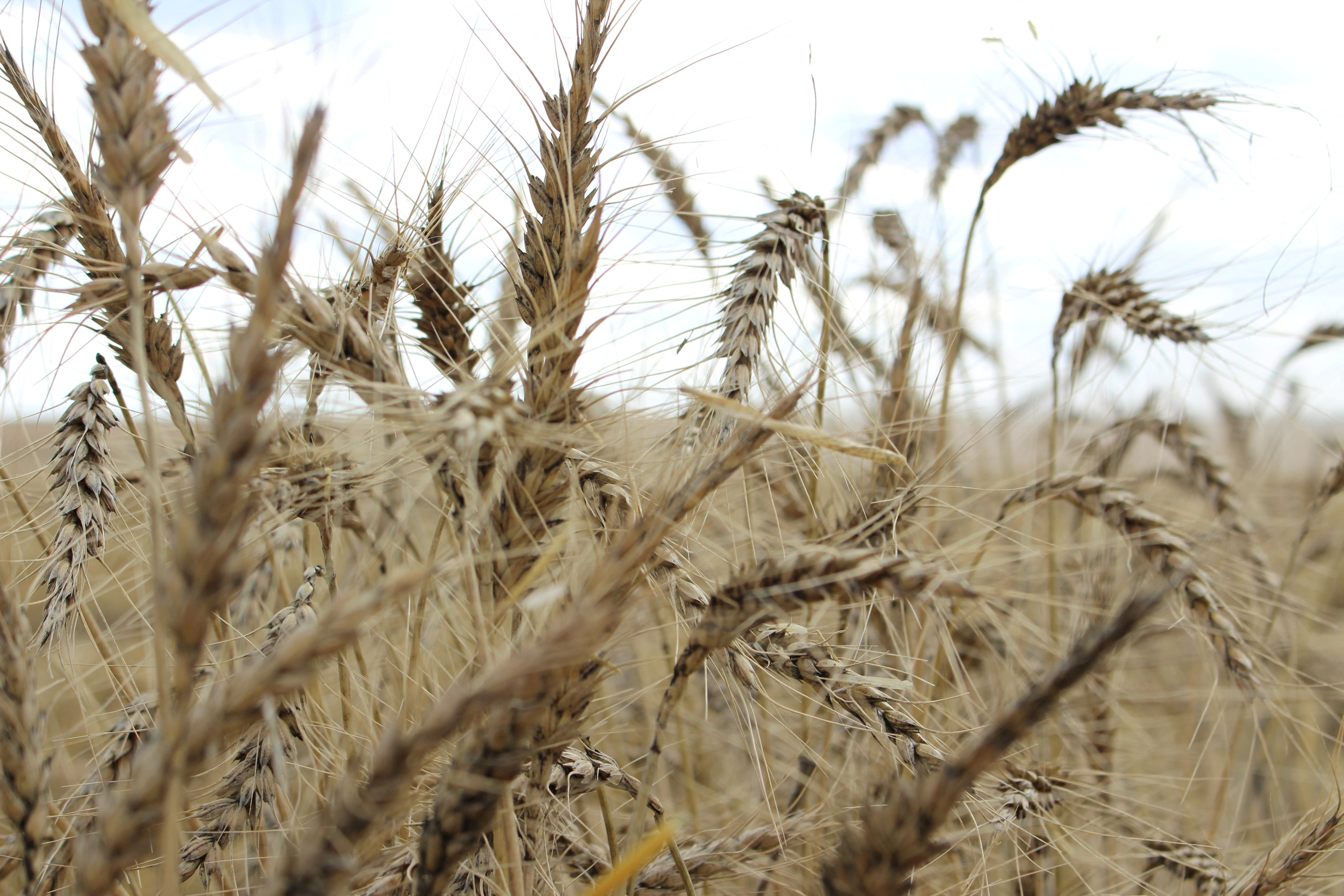 rcom FILE PHOTO: The crop is seen in a wheat field ahead of annual harvest near Moree