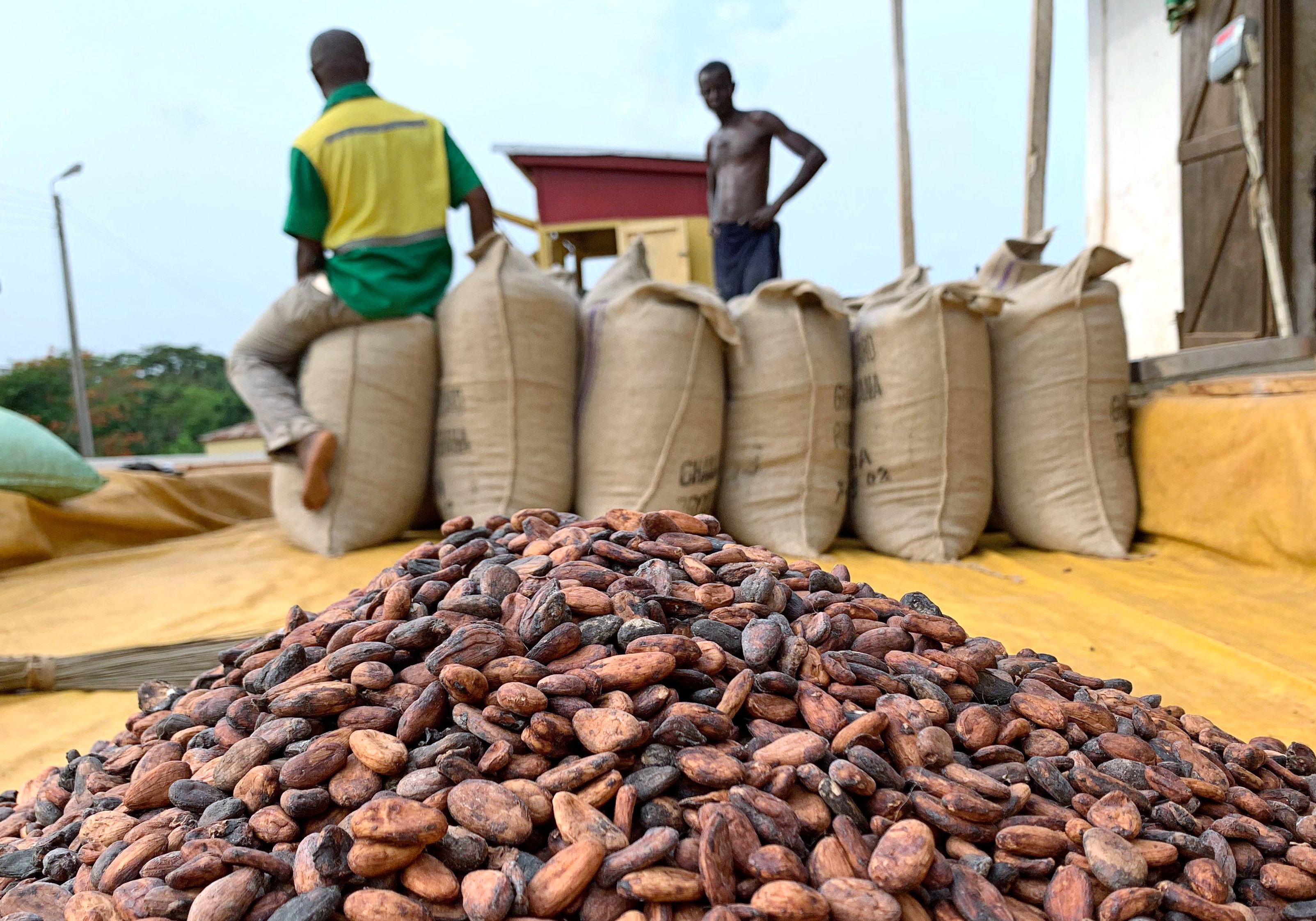 Цены на какао бобы. Кот ДИВУАР плантации какао. Кот ДИВУАР какао Бобы. Плантации какао в Африке. Кот ДИВУАР сельское хозяйство.