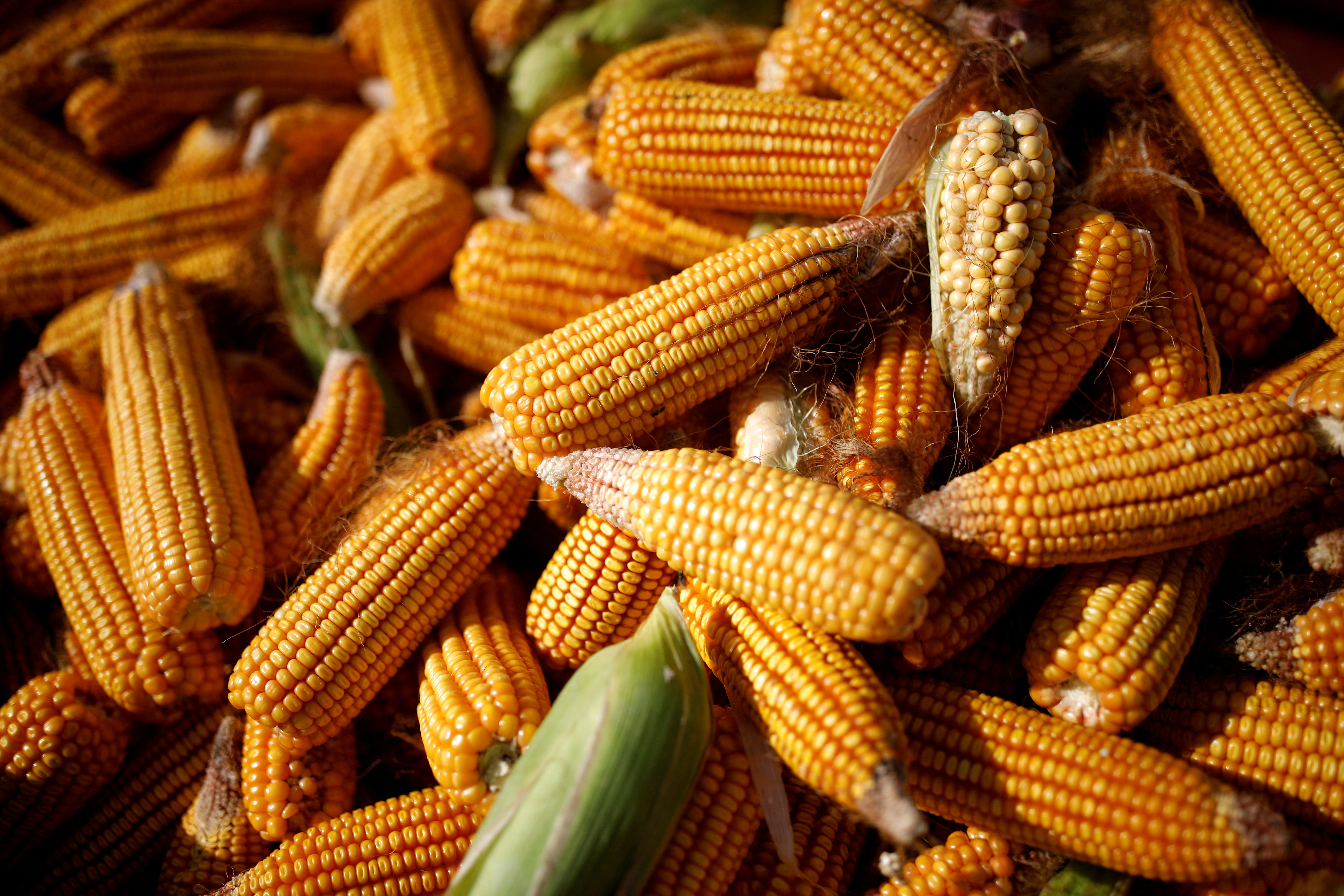 Corn is piled in the back of a vehicle in a field on the outskirts of Jiayuguan