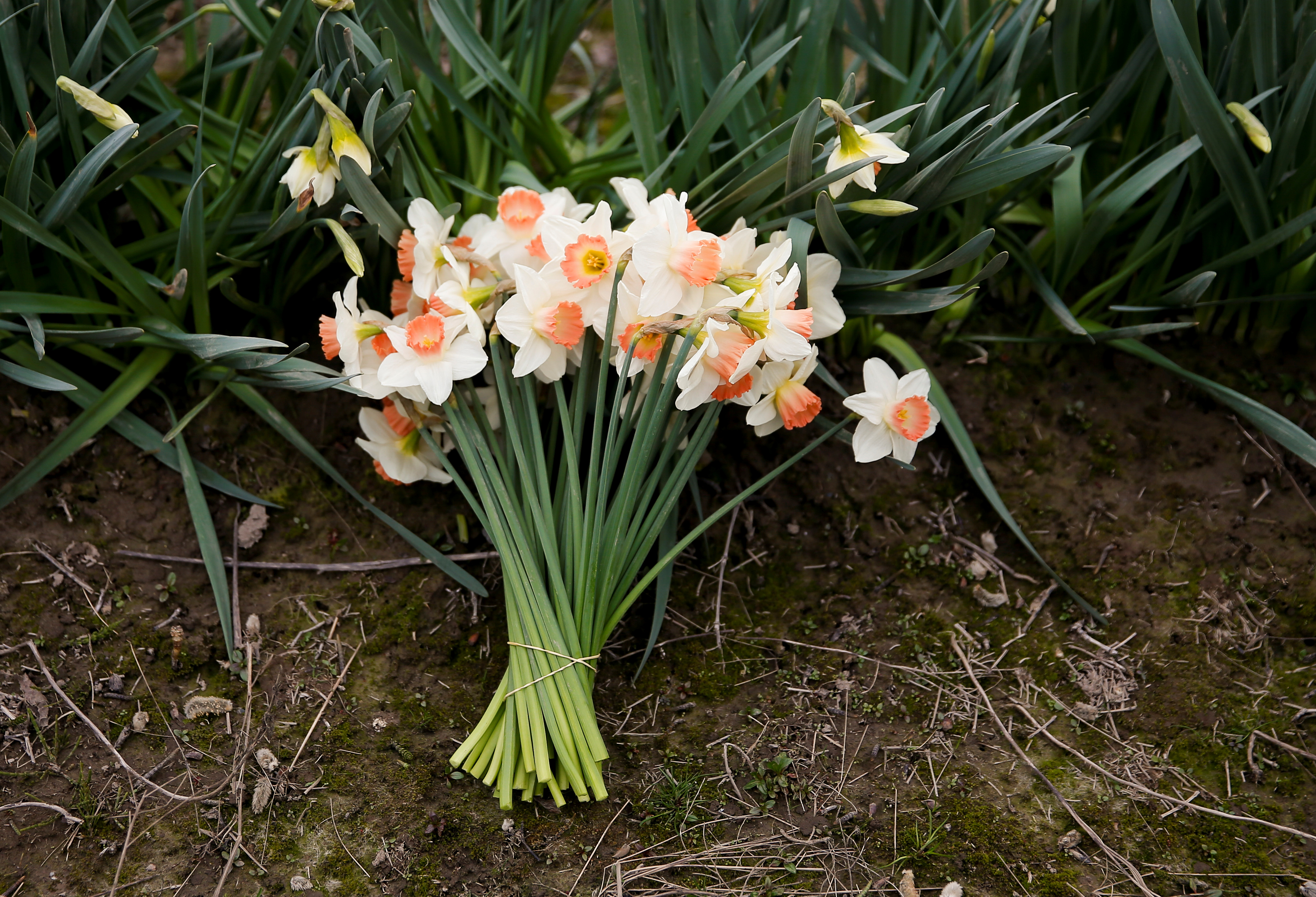 A bouquet of daffodils picked by co-owner Clarita Santos at Santos Farm, which has been affected by the temporary closure of the flower stalls at Seattle's Pike Place Market during the coronavirus disease (COVID-19) outbreak in Kent, Washington, U.S. Marc