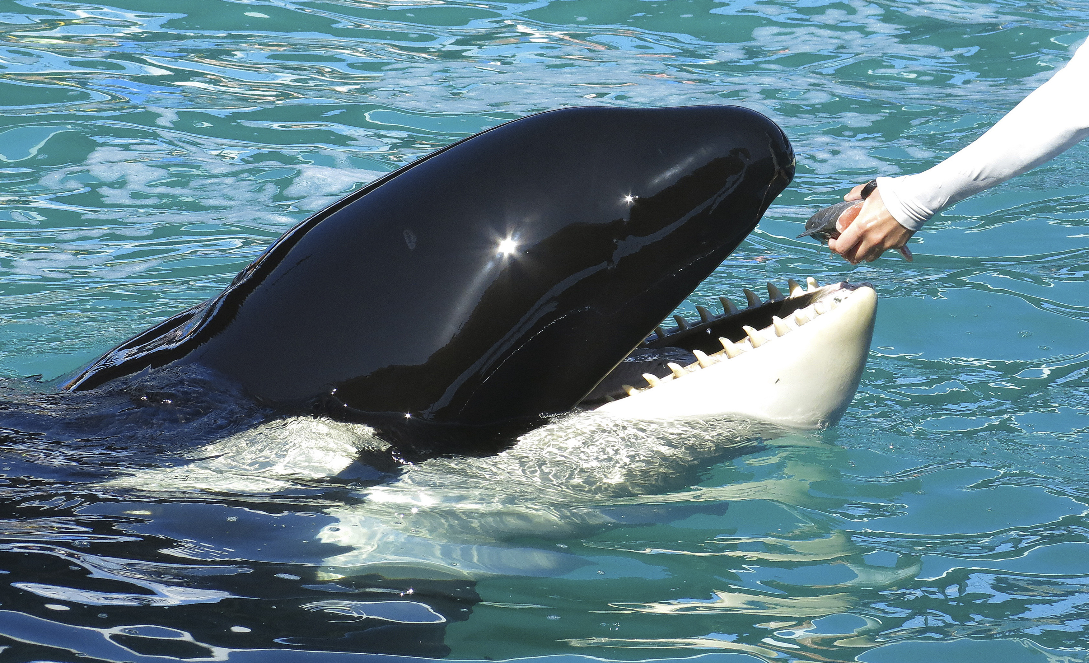 killer whale aquarium