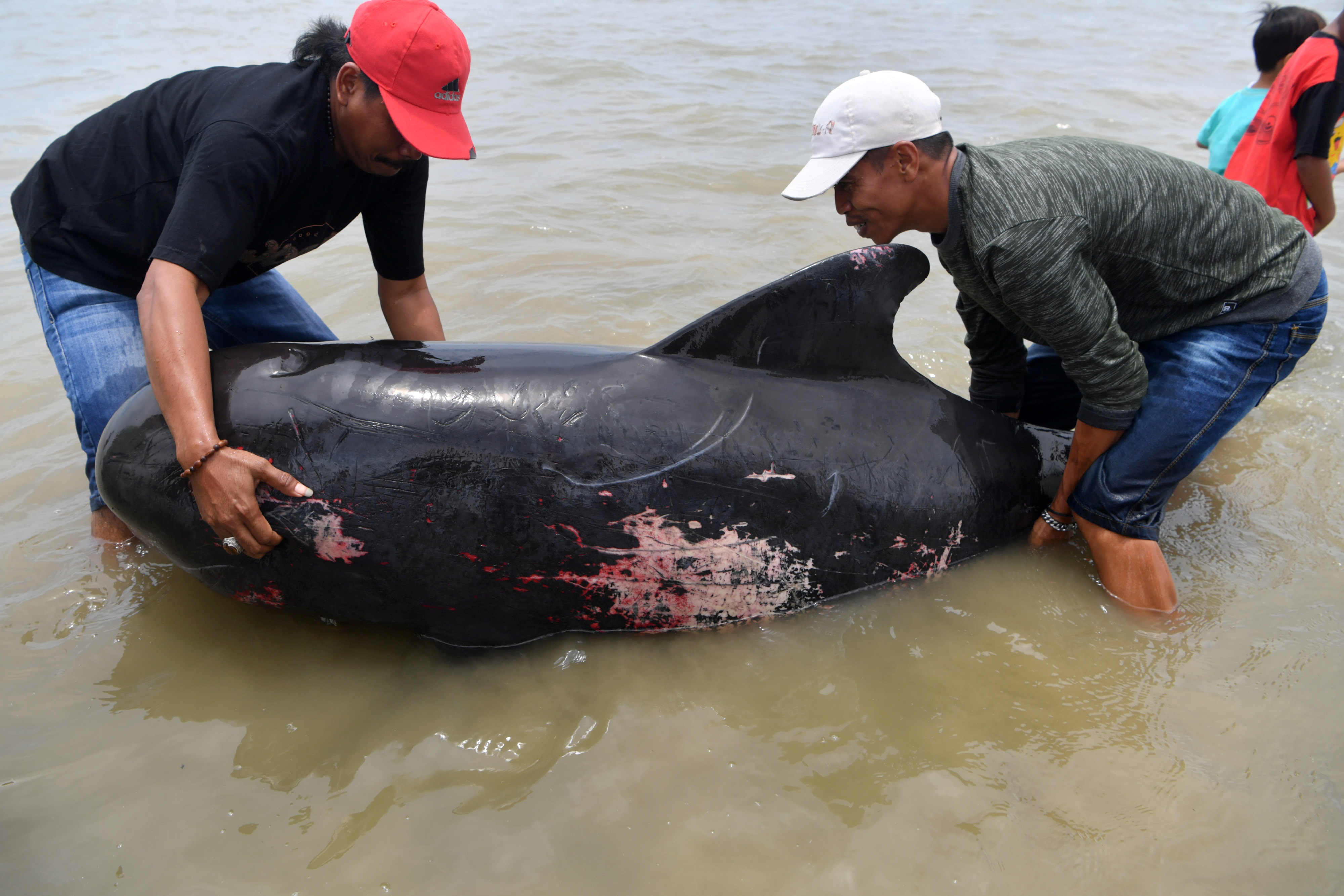 Indonesian volunteers save six beached whales