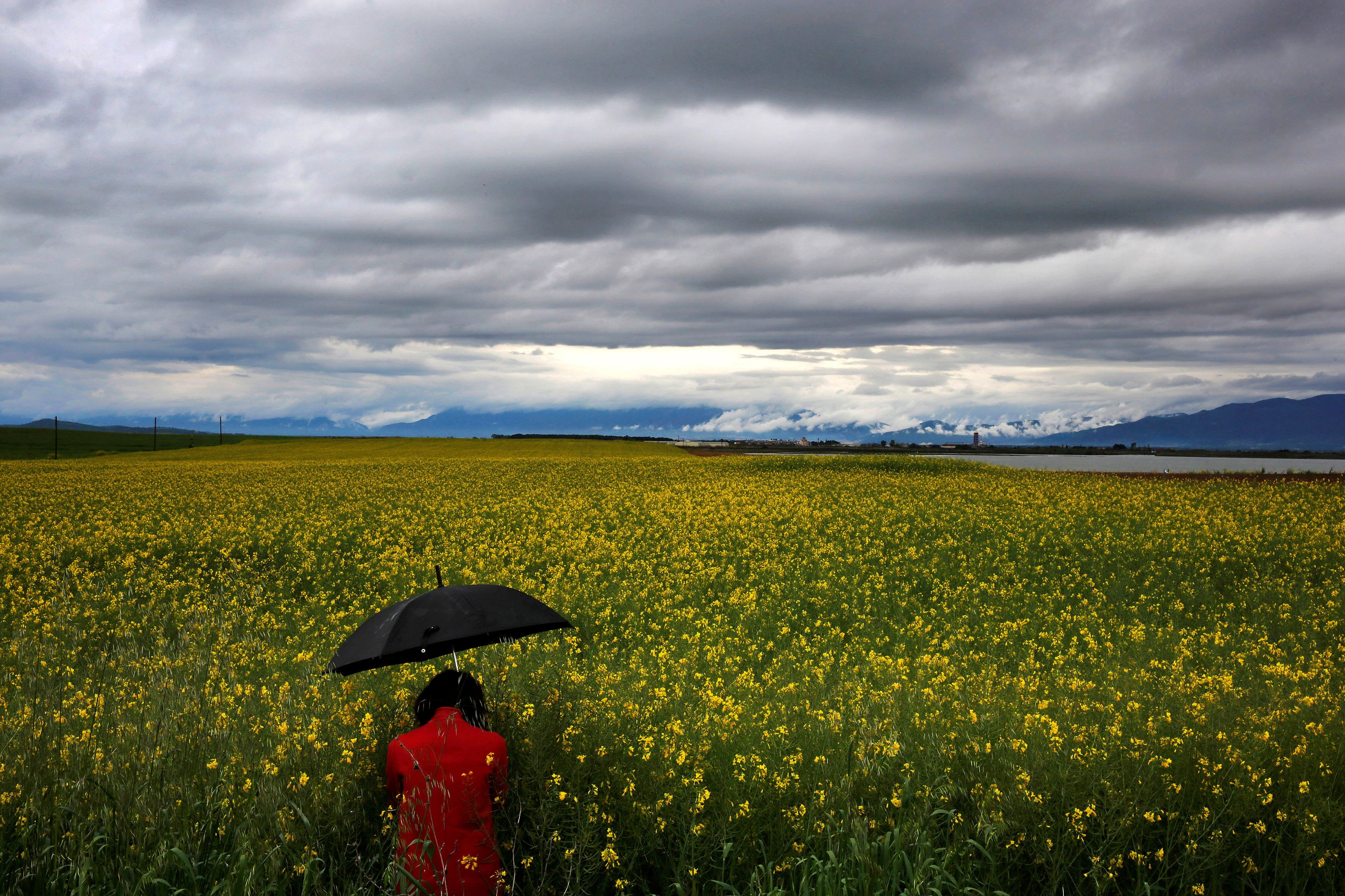 A woman walks through a field with bio-diesel crops in the north-eastern Greek region of Thrace near the town of Xanthi