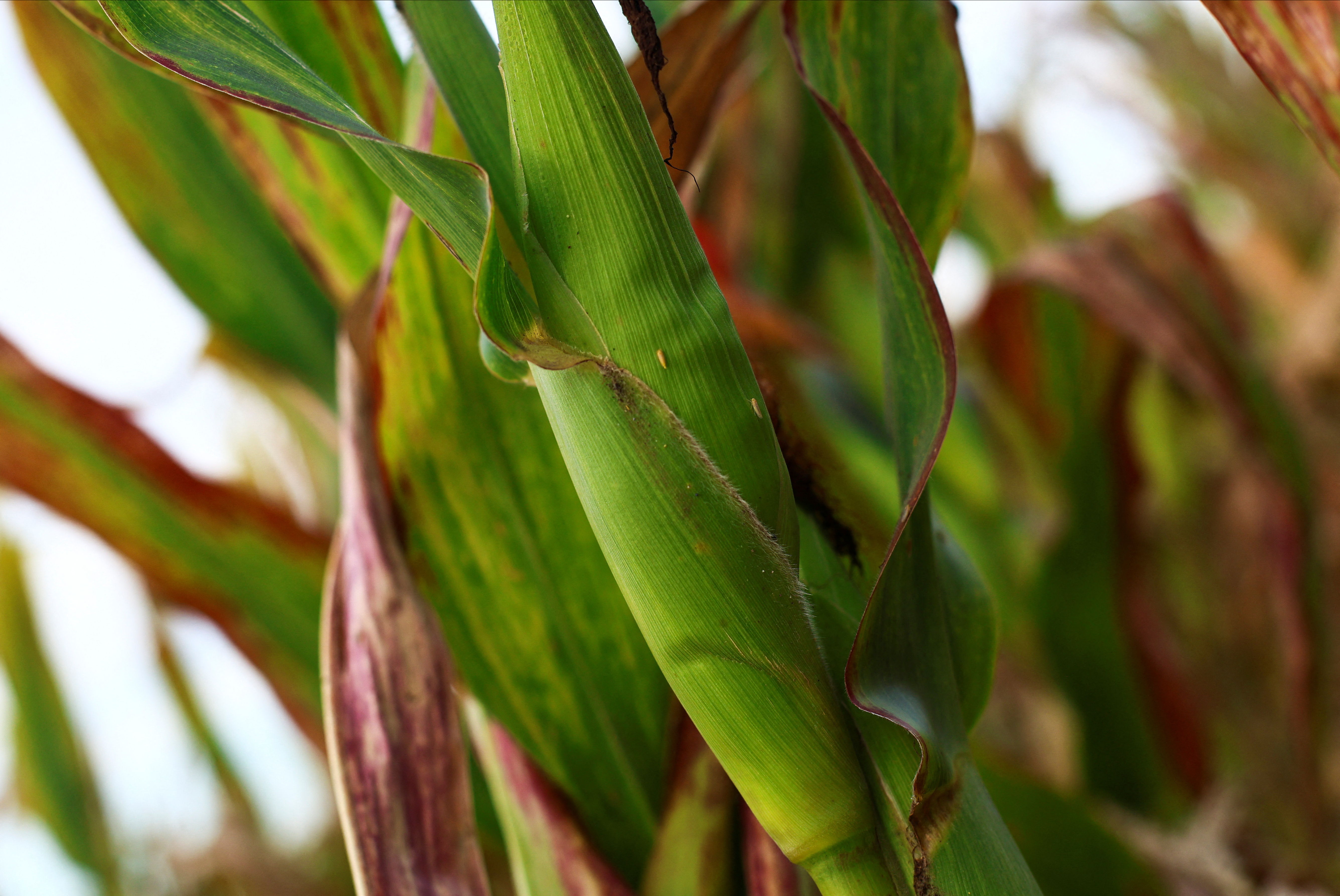 A leafhopper bug ravages Argentina's corn crop in climate warning to farmers