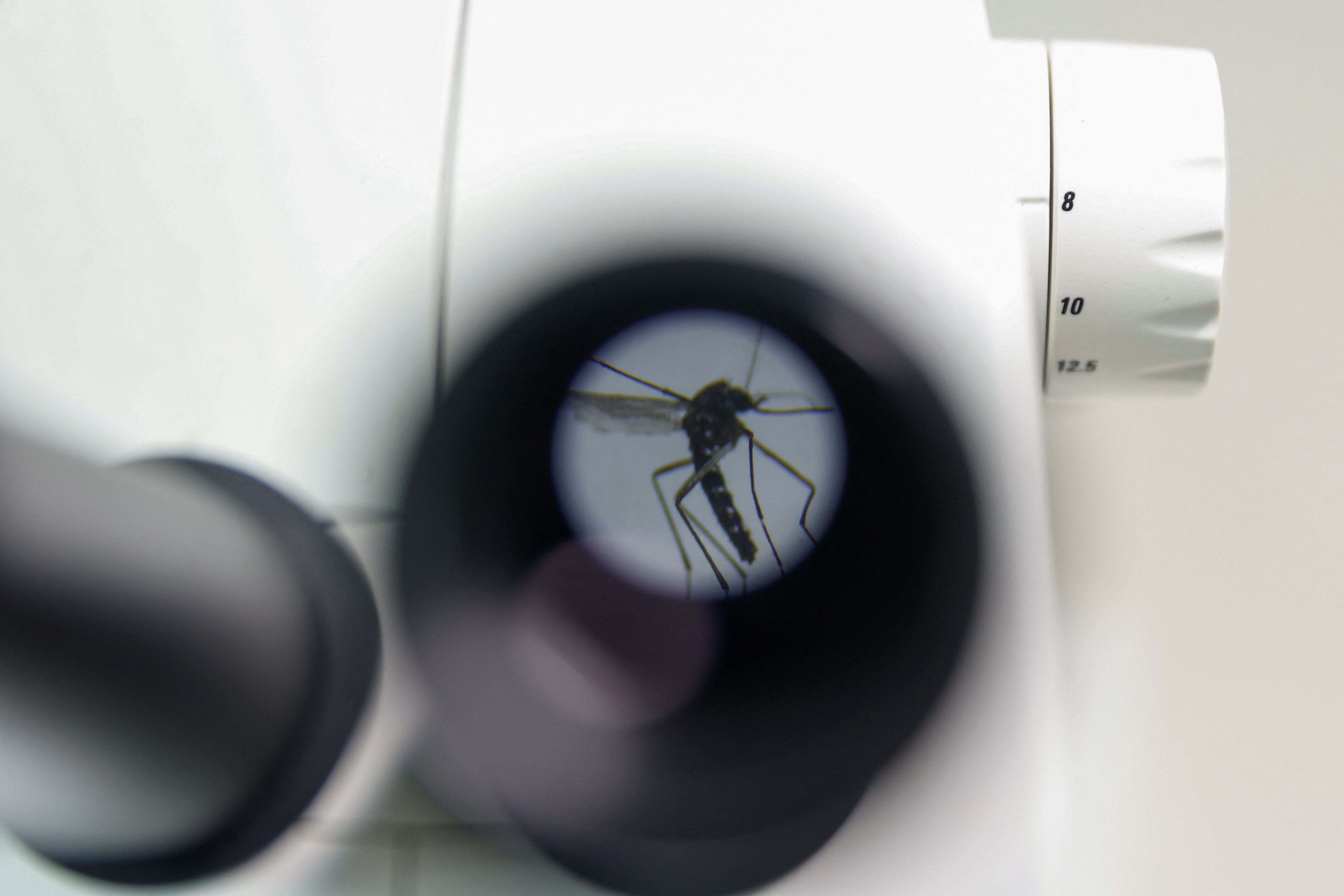 A mosquito is photographed through a 20x optical microscope