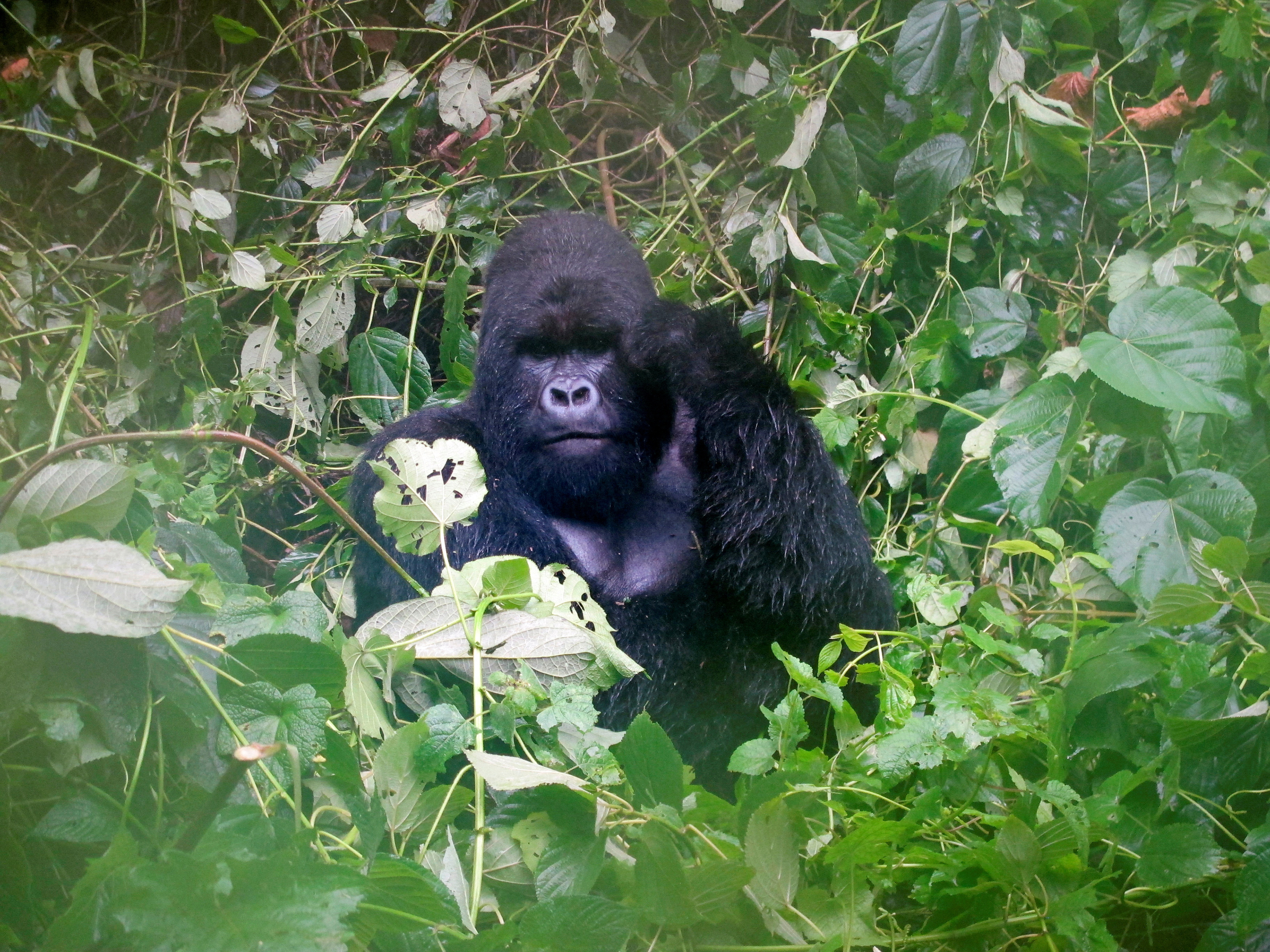 A mountain gorilla is photographed in Virguna National Park