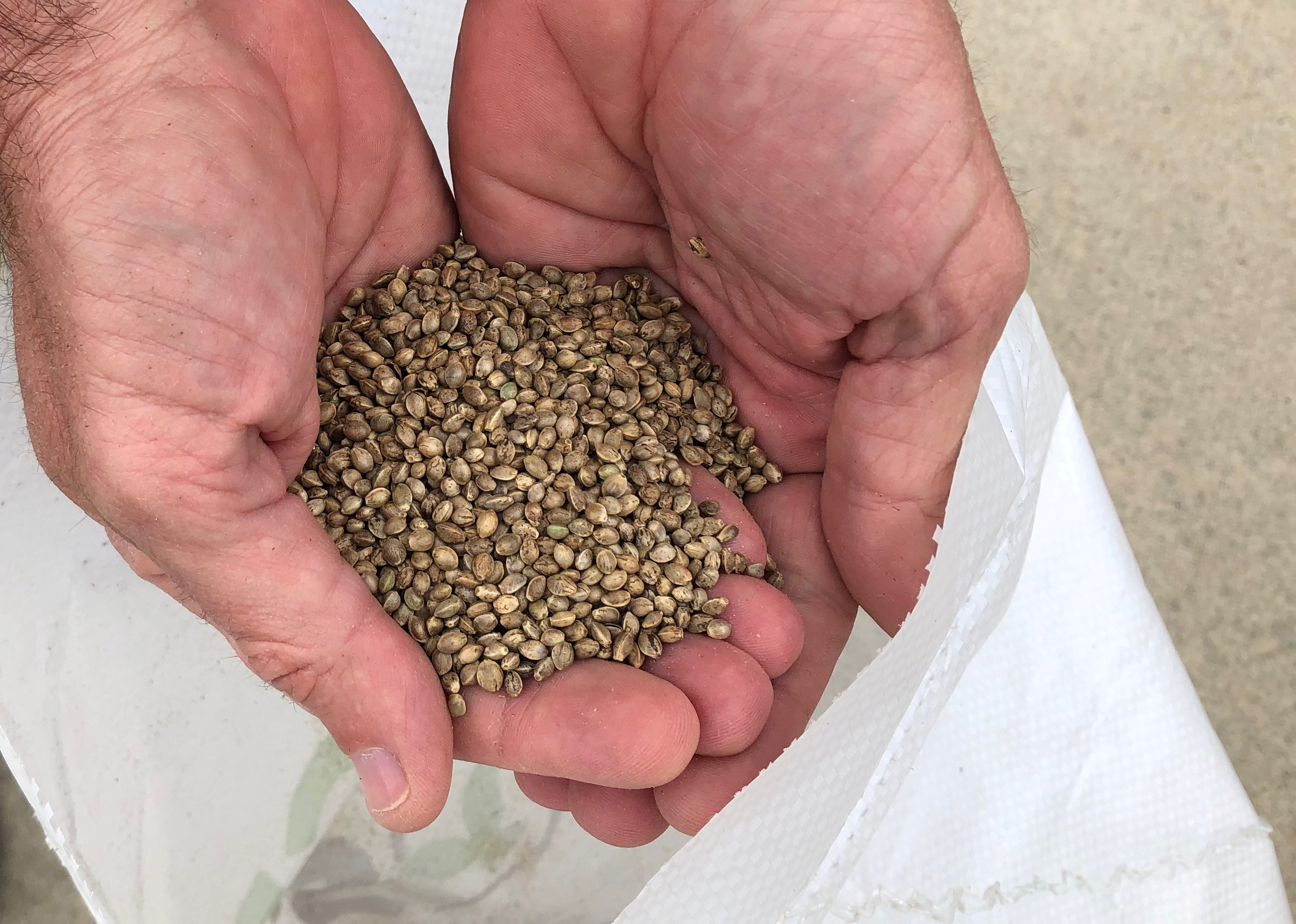 A sample of industrial hemp seeds is shown at a research station site in Haysville, Kansas